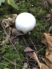 Agaricus albolutescens