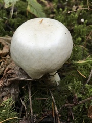 Agaricus albolutescens