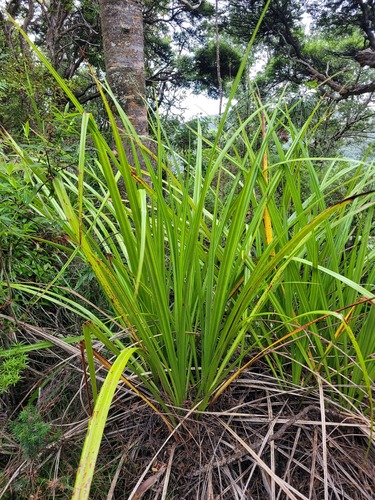 Astelia trinervia Kirk