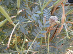 Sesbania pachycarpa image