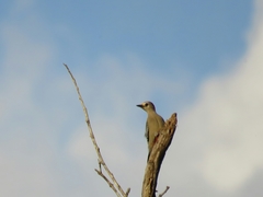 Melanerpes pygmaeus