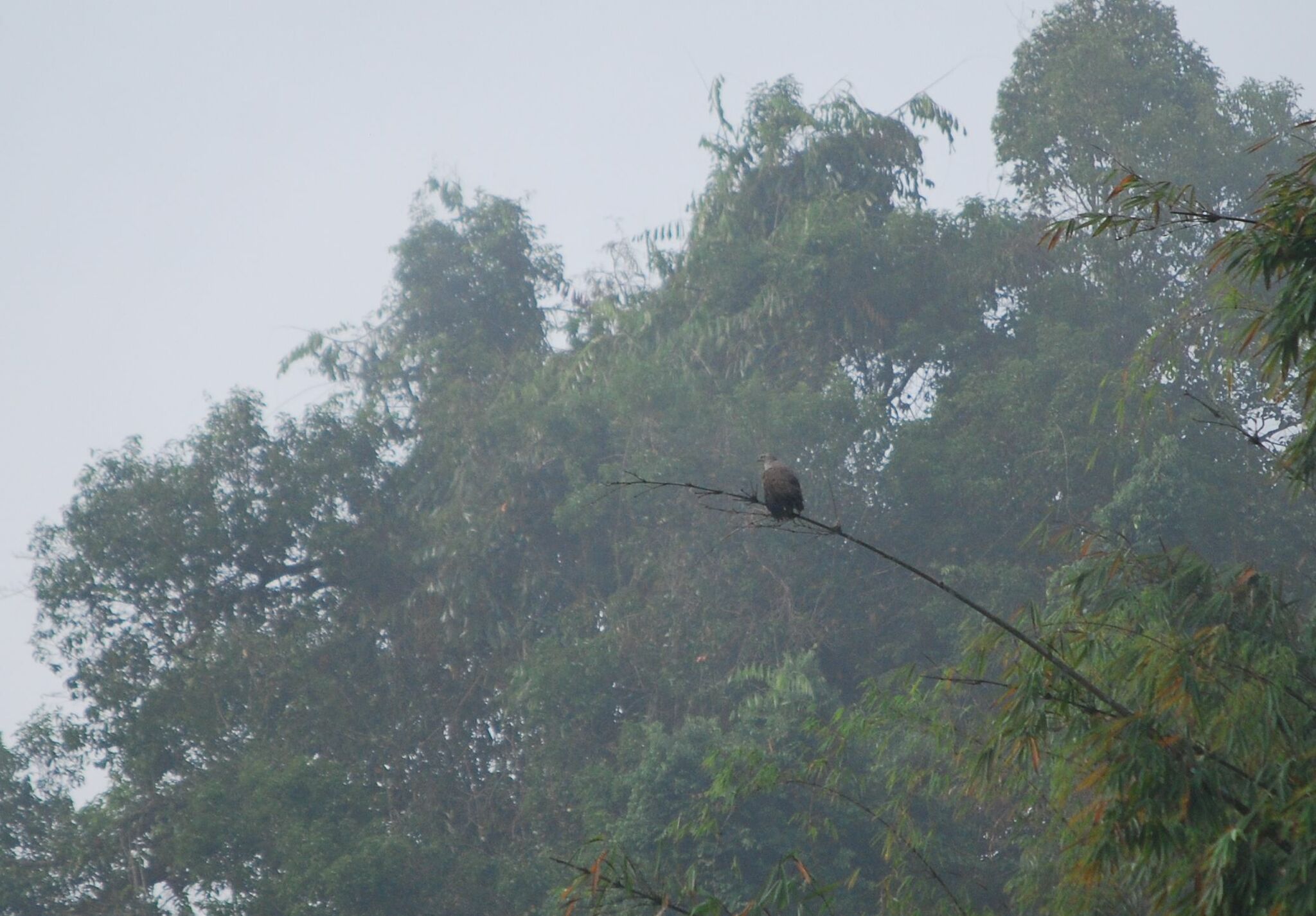 Lesser Fish Eagle