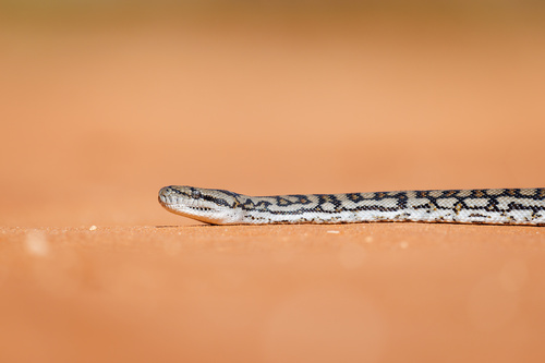 Inland Carpet Python sighting
