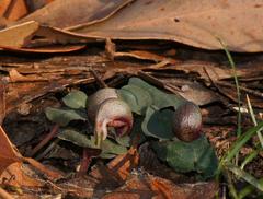 Corybas aconitiflorus