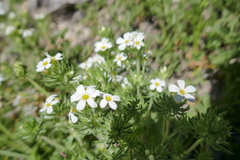 Leptosiphon nuttallii pubescens