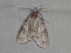 Acronicta americana