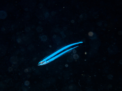 Bluestriped Fangblenny photo 3