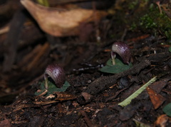 Corybas aconitiflorus