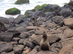 Arctocephalus philippii