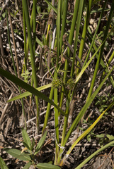 Sparganium emersum