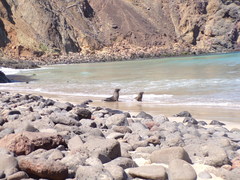 Arctocephalus philippii