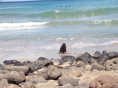 Arctocephalus philippii