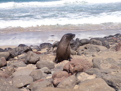 Arctocephalus philippii