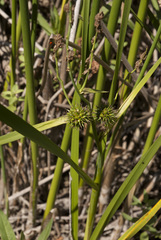 Sparganium emersum