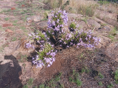 Xerophyta retinervis image