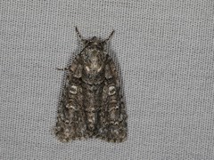 Acronicta tristis