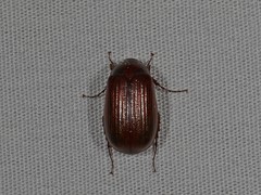 Serica atracapilla