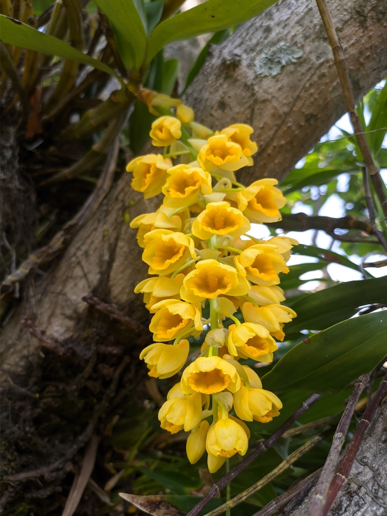 Dendrobium densiflorum Wall. ex Lindl. 4