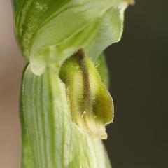 Pterostylis smaragdyna