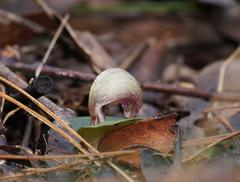 Corybas aconitiflorus
