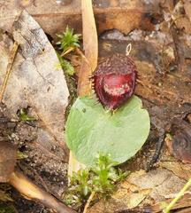 Corybas fimbriatus