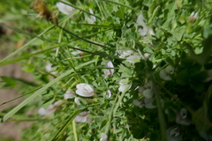 Trifolium monanthum