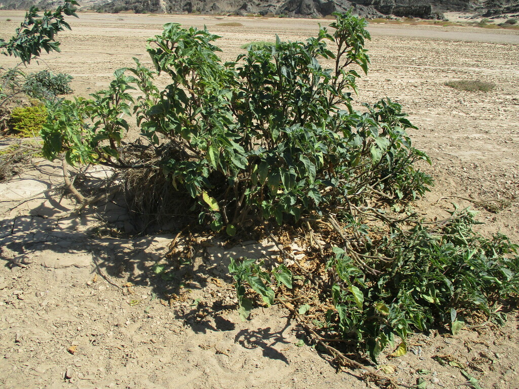 Downy Thorn Apple From Kunene Region Namibia On May 8 2023 At 12 25 PM By Dune Ninja INaturalist