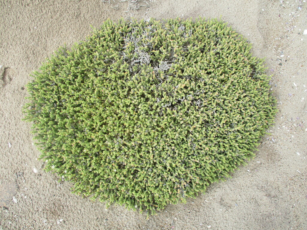 Mesembryanthemum kuntzei, Erongo Region, Namibia