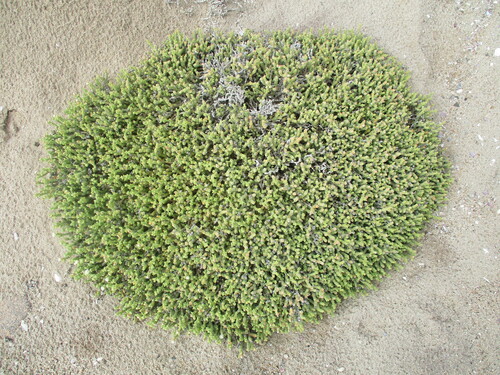 Mesembryanthemum kuntzei