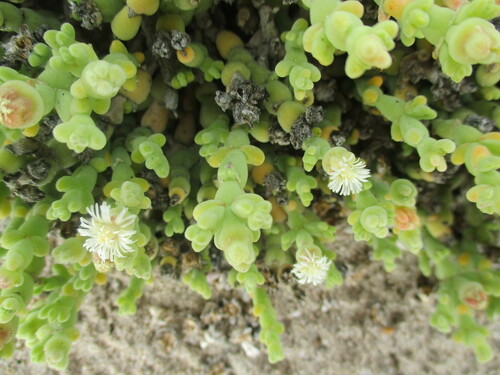 Mesembryanthemum kuntzei