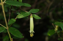 Correa glabra