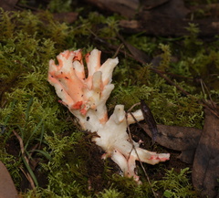 Ramaria botrytoides