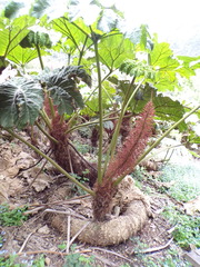 Gunnera peltata