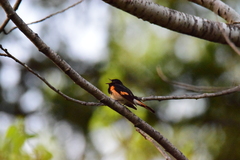 Setophaga ruticilla image