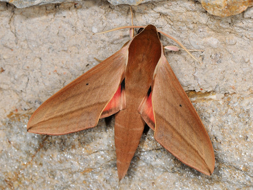 Levant Hawkmoth