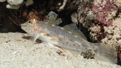 Pale Sandgoby photo 3