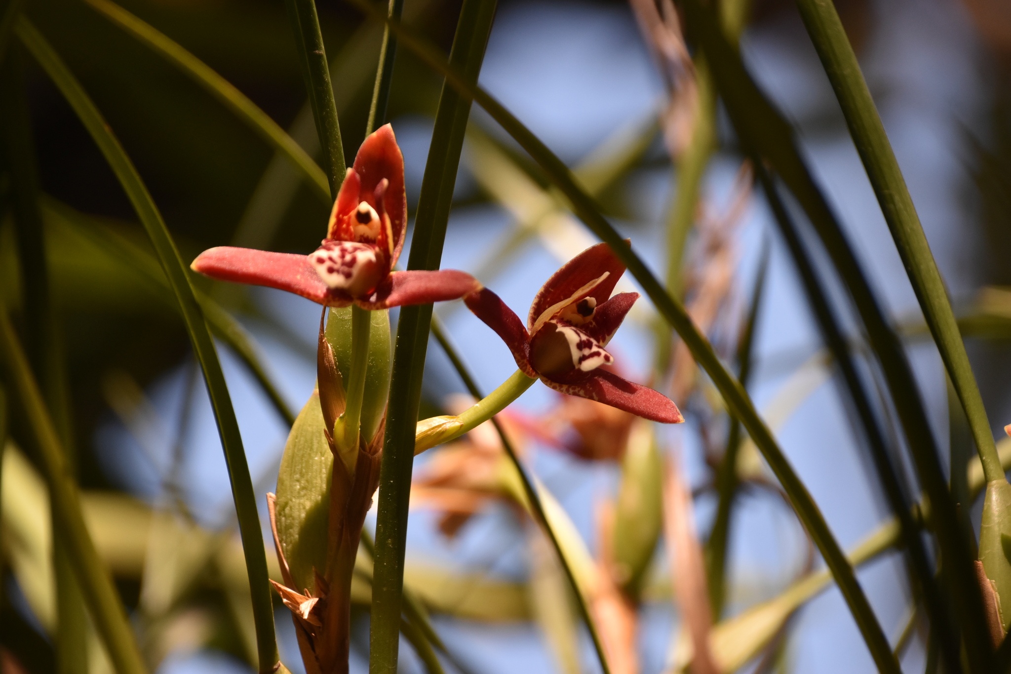 Imagem de Orquídea-da-serra