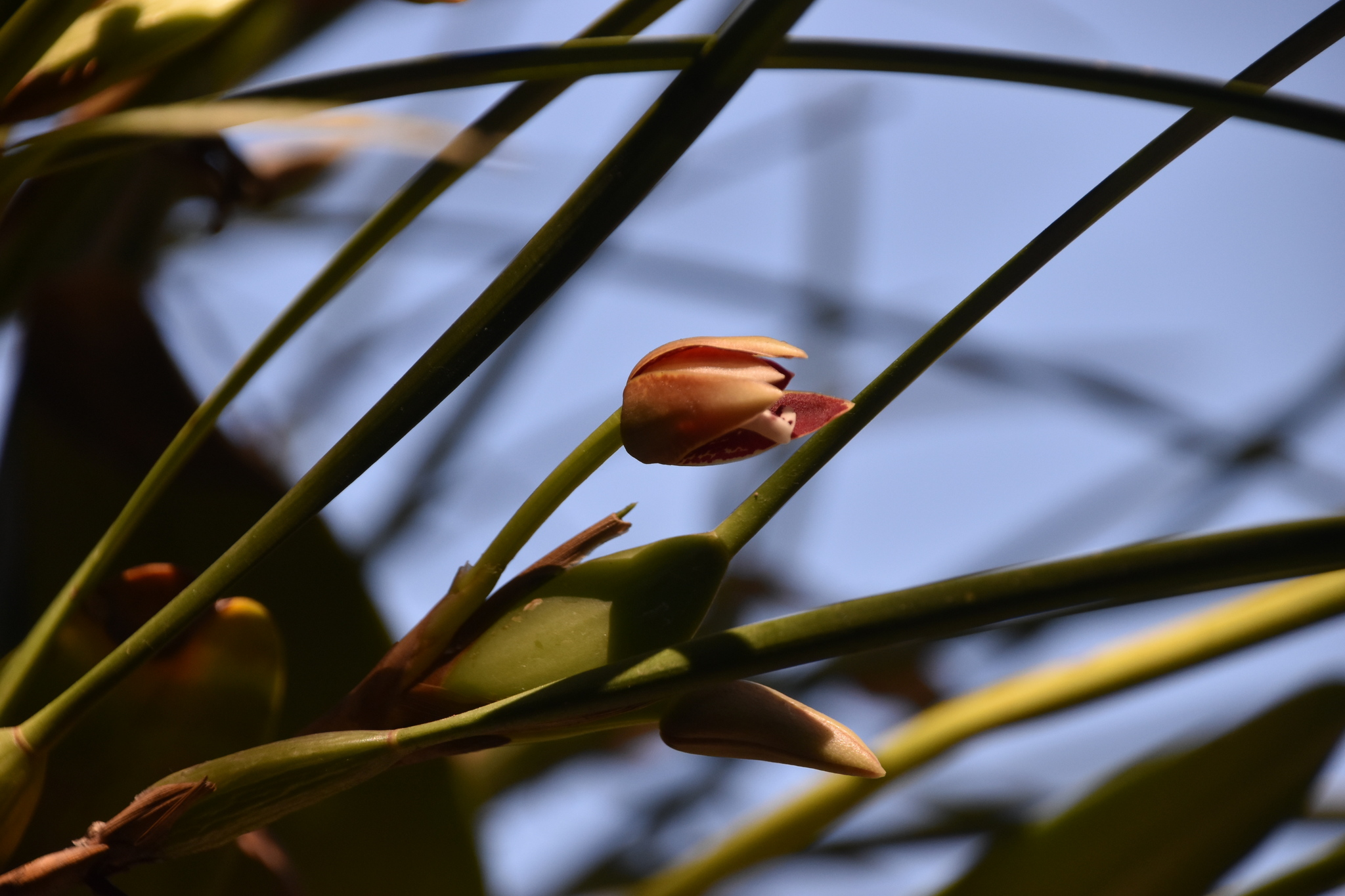 Imagem de Orquídea-da-serra