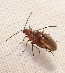 Metrioidea