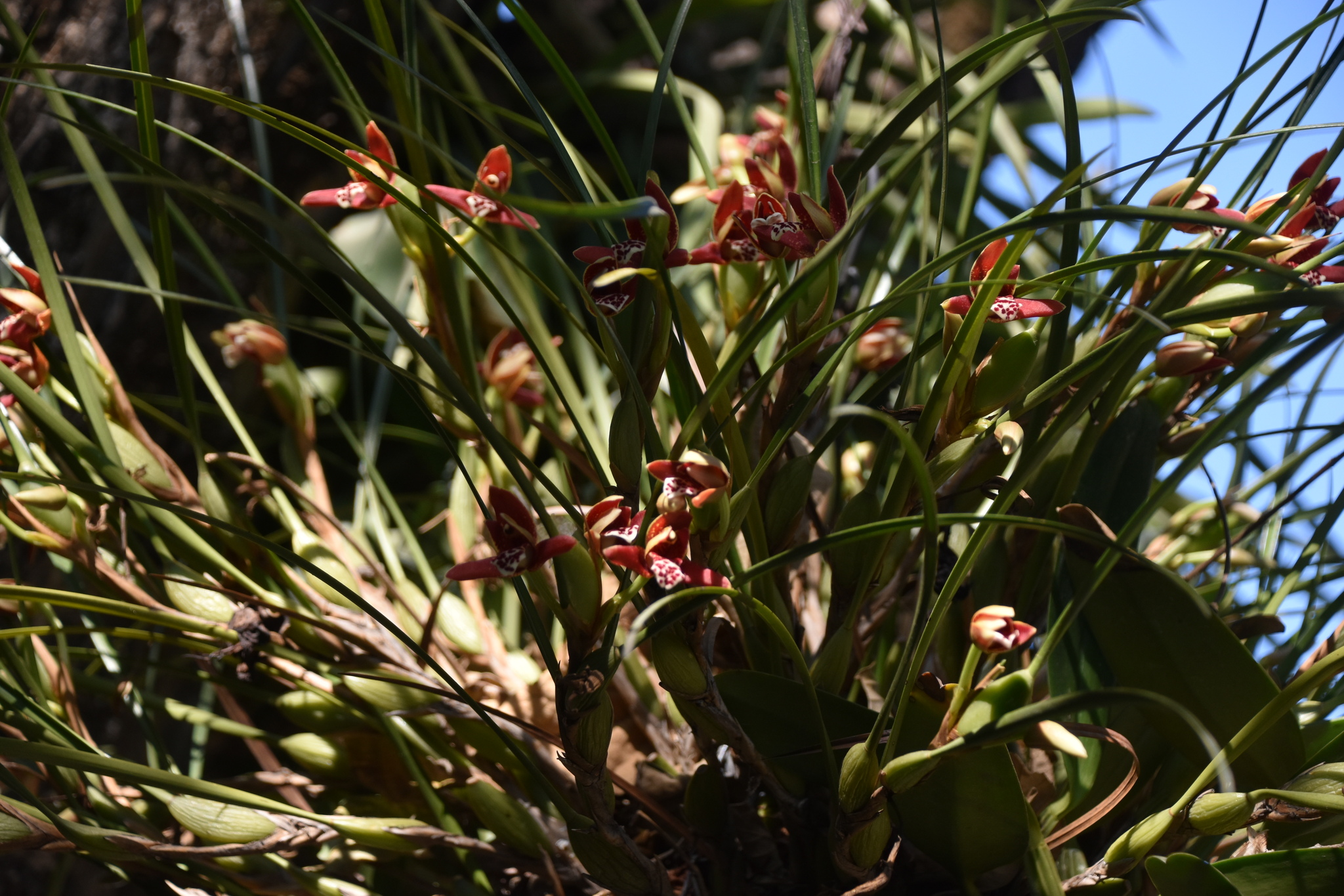 Imagem de Orquídea-da-serra