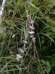 Salvia lasiocephala