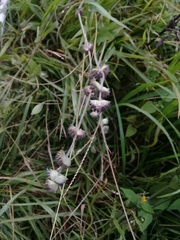 Salvia lasiocephala