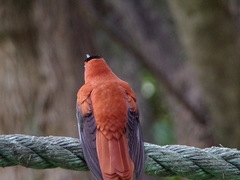 Sephanoides fernandensis