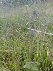 Salvia lasiocephala