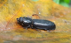 Passalus