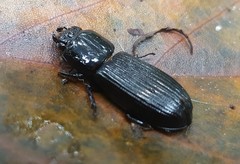 Passalus