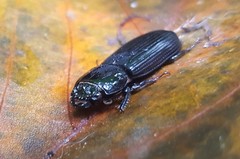 Passalus