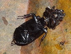 Passalus
