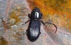 Passalus