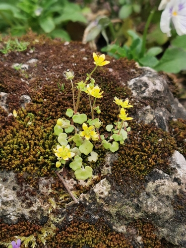 Image of Saxifraga cymbalaria by (c) Tina Ellegaard Poulsen, some rights reserved (CC BY)